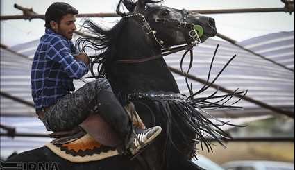 Iranian horse festival