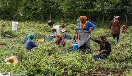 بالصور.. حصاد الفول السوداني (فستق العبيد) بمنطقة 