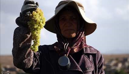 موسم قطف عناقيد العنب في ’’شيروان‘‘