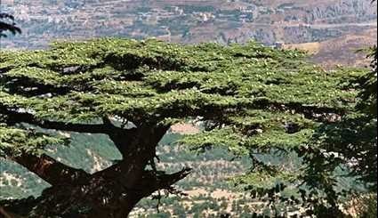 المحميات الطبيعية في لبنان