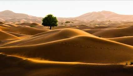 الصحراء العمانية