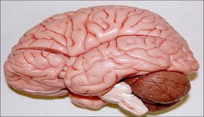 مخ الإنسان يتقلص مع التقدم في السن