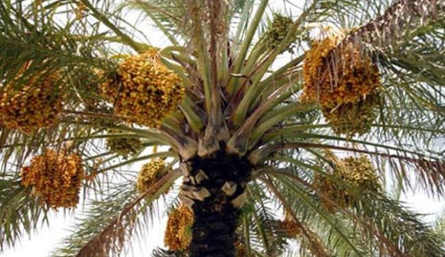 العراق يتجه لاحياء زراعة أشجار النخيل