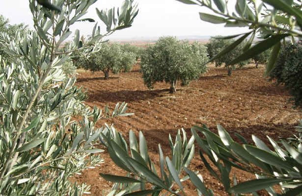 زیتون عامل بحران بین اردن و اسرائیل