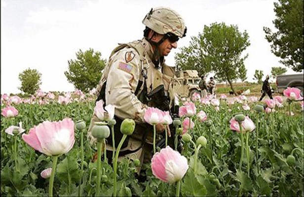 40 برابر شدن تولید مواد مخدر در افغانستان