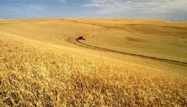 الحر الشديد يسرع في شيخوخة محاصيل القمح