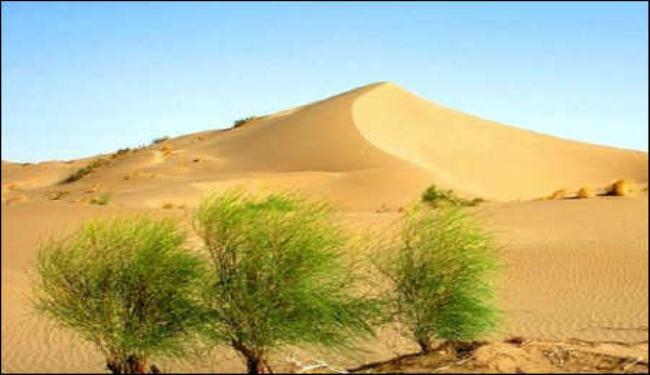  إيران الأولى في آسيا في مكافحة التصحر