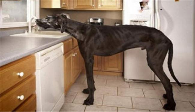 اطول كلب في العالم يدخل موسوعة 