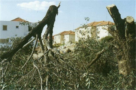 تخریب باغ‌های زیتون در نابلس 