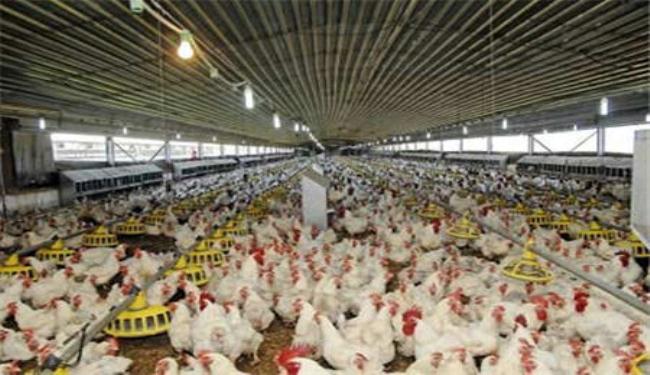 العراق طلب استيراد الدواجن من ايران