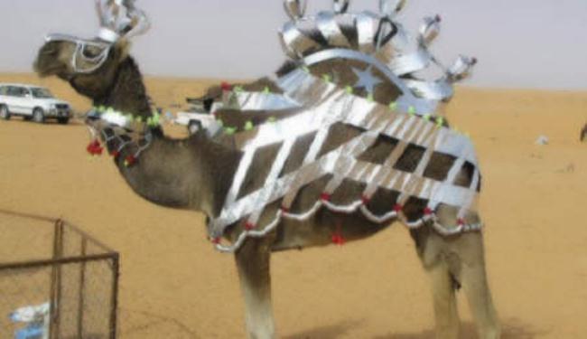 90 مليون ريال قيمة شراء 20 ناقة بمهرجان سعودي