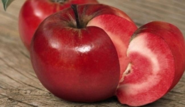 أغرب نوع من التفاح الأحمر في إيران