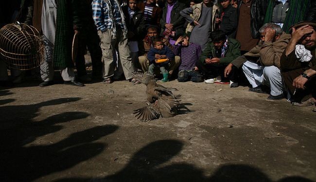 Deadly bomb blast hits Afghan bird fight: police