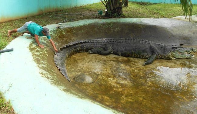 نفوق اضخم تمساح في العالم بالفلبين