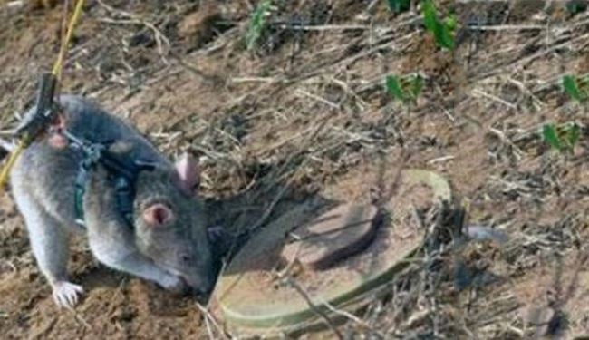 الفئران لمكافحة الألغام في موزمبيق