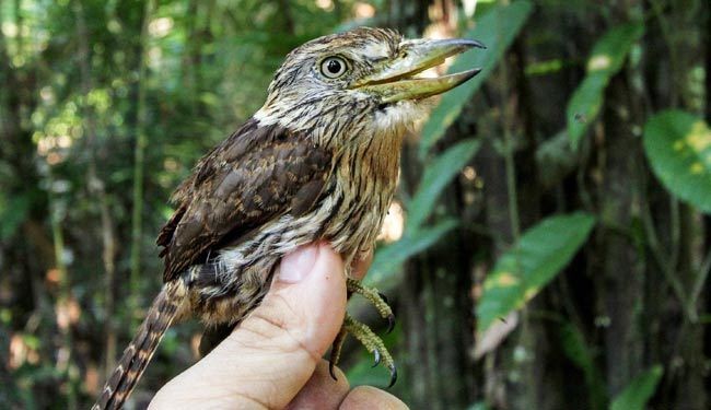 تصاویری از گونه های جدید پرندگان در برزیل