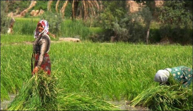 الإيرانيون هم أقدم المزارعين في العالم