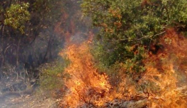 Israelis set Palestinians' gardens on fire in WB