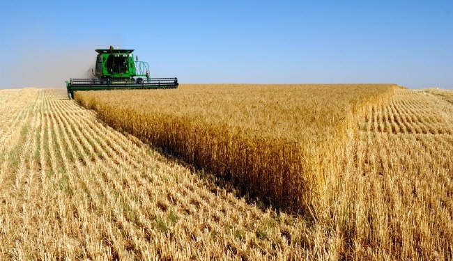 منظمة الفاو تعلن زيادة انتاج الحبوب في ايران