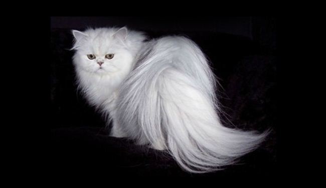 Iran to send Persian cat to space