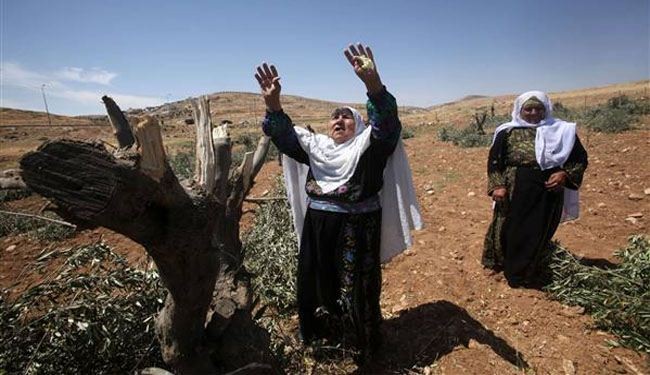 Israeli settlers destroy olive trees in WB: farmers