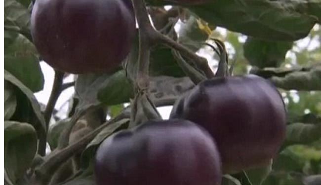 تولید  گوجه فرنگی سیاه در انگلیس