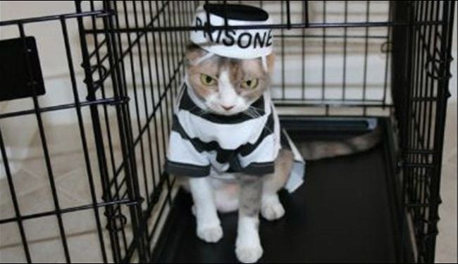 واخيرا..القبض على قطة تهرب مخدرات!
