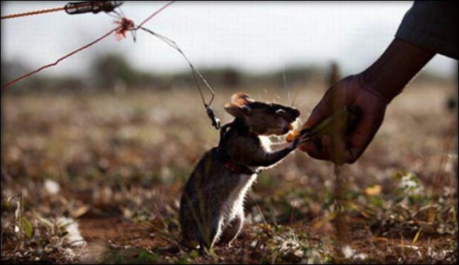 فئران متخصصة في إزالة الألغام بكمبوديا !