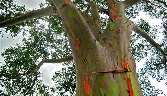 Species of Eucalyptus called rainbow trees