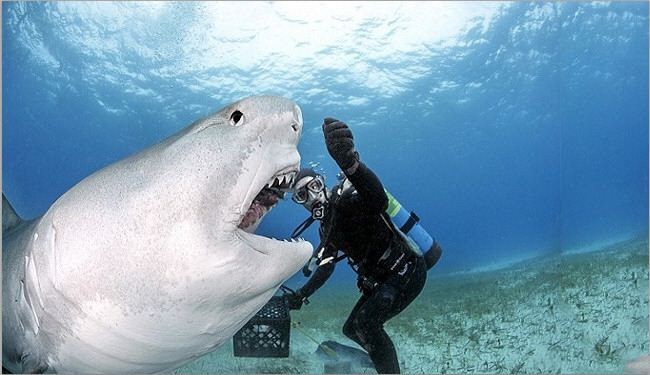 هل يعقل؟ أسماك القرش باستراليا تغرد على تويتر!!