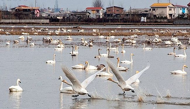 In Picture: Migration of Russian swans to Iran