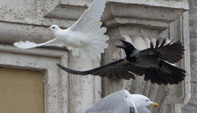 Angry birds attack Pope’s symbolic hope for Kiev peace
