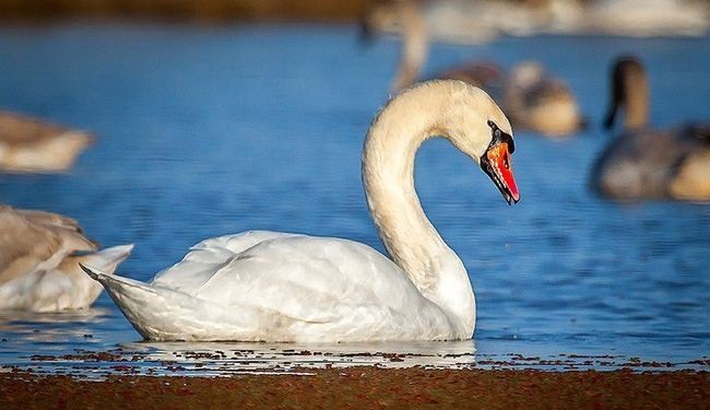 In picture: Swans arrive Iran from Siberia
