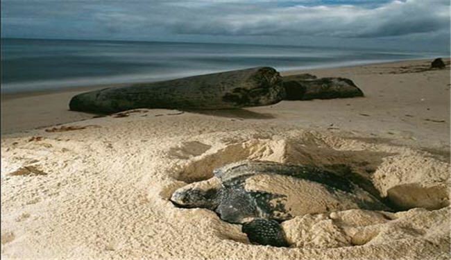 العثور على مئات السلاحف المائية النافقة على ساحل الهند