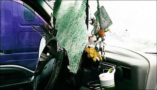 بالصور..طائر يصطدم بزجاج سيارة أثناء سيرها