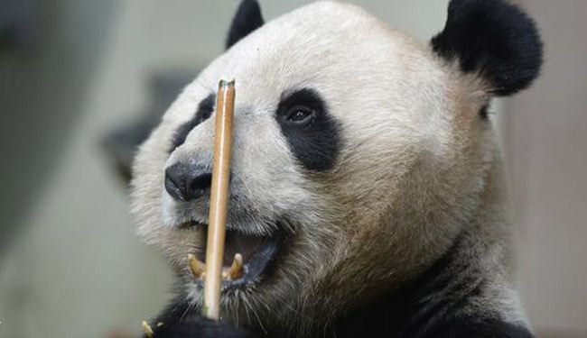الصين تحظر اكل حيوانات مهددة بالانقراض