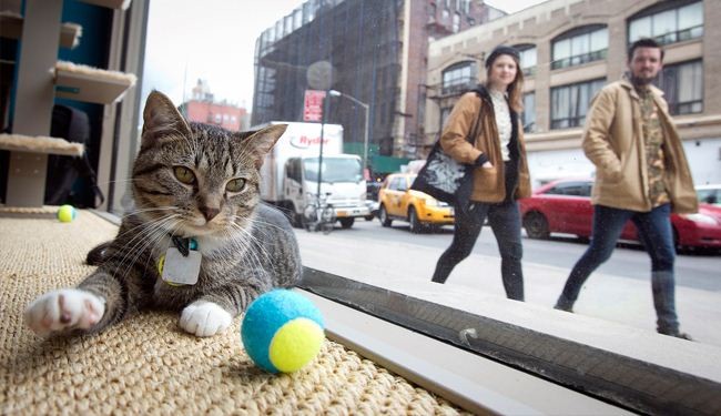 بالصور... مقهى القطط في نيويورك