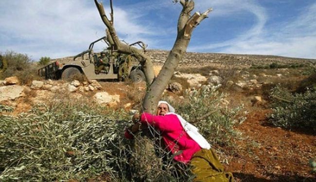Israeli regime plans to uproot Palestinians’ trees