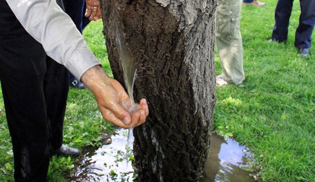 شاهد بالصور كيف يتدفق الماء من جذع شجرة!!