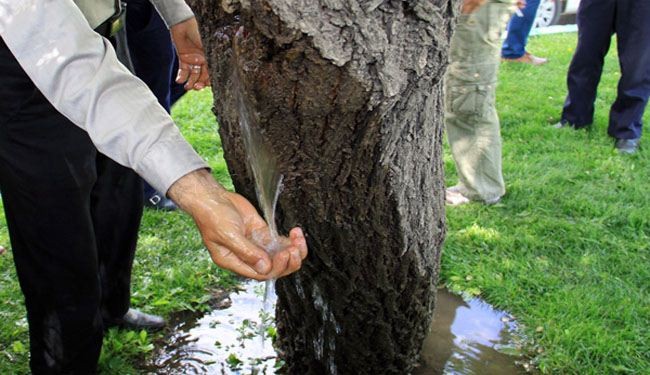 Water flows out of a tree trunk in Iran: pictures