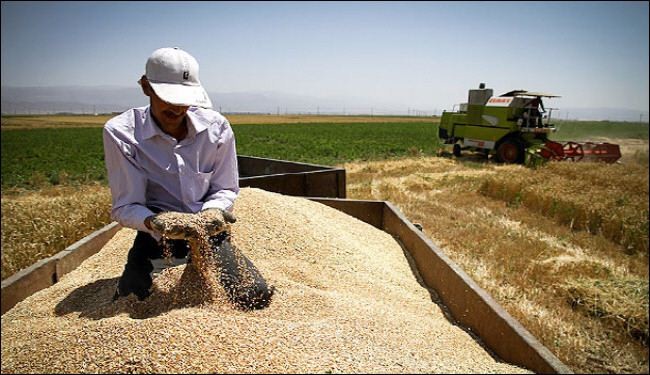 الفاو: ايران بالمرتبة الـ12 عالميا في انتاج القمح