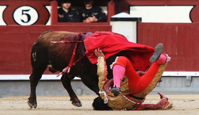 Spain's brutal bullfighting: Bulls crush the matadors