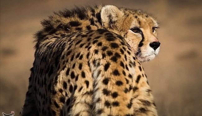 In picture: Asiatic cheetah, the symbol of Iran team in 2014 World Cup