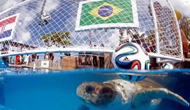 پیشگویی نتیجه مسابقات جام جهانی توسط حیوانات