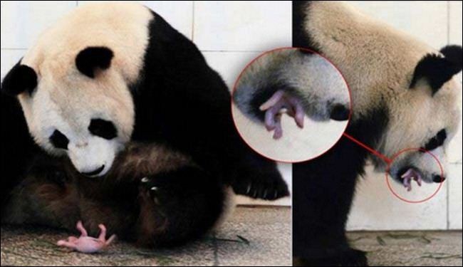 بالصور.. الباندا تحمي اولادها بطريقة غريبة..