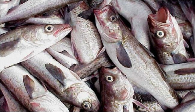 صادرات الثروة السمكية الايرانية بلغت 70 الف طن