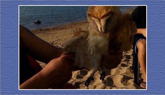 صور/القبض على طيور اسرائيلية جنوب لبنان