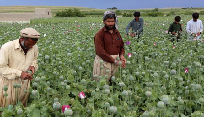 إنتاج الأفيون في أفغانستان يسجل مستوى قياسيا