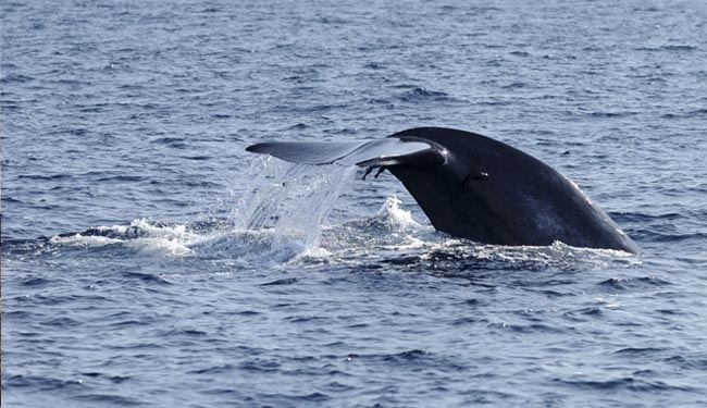 US Navy to kill, injure ‘thousands’ of whales and dolphins during drills – activists