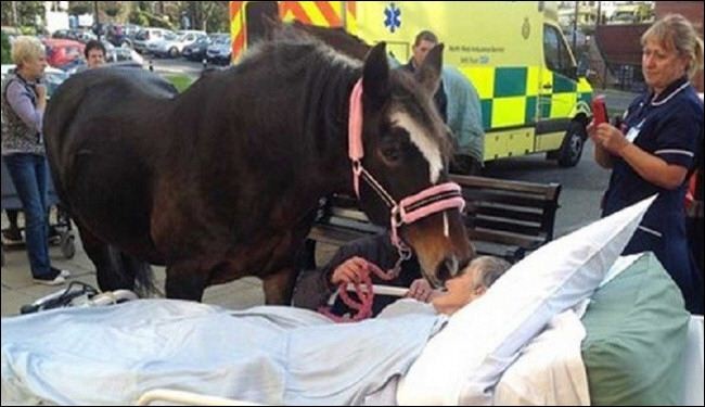 صورة مؤثرة لبريطانية تودع حصانها قبل وفاتها